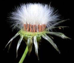 Image: P.B. Heenan © Landcare Research 2014 